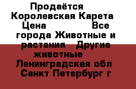 Продаётся!     Королевская Карета › Цена ­ 300 000 - Все города Животные и растения » Другие животные   . Ленинградская обл.,Санкт-Петербург г.